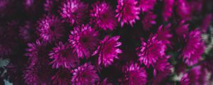 Preview wallpaper chrysanthemums, flowers, bouquet, purple