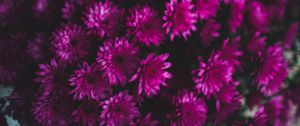 Preview wallpaper chrysanthemums, flowers, bouquet, purple