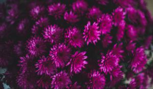 Preview wallpaper chrysanthemums, flowers, bouquet, purple