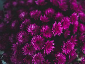 Preview wallpaper chrysanthemums, flowers, bouquet, purple