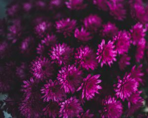 Preview wallpaper chrysanthemums, flowers, bouquet, purple