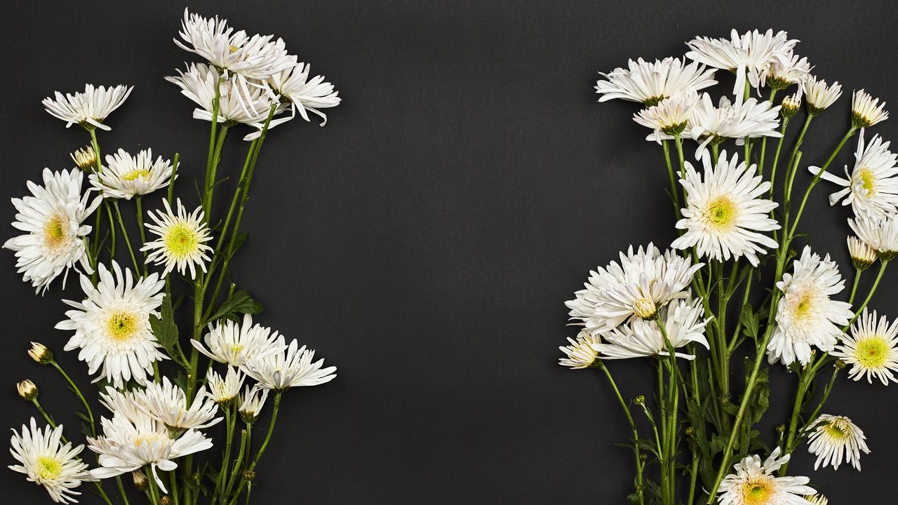 Wallpaper chrysanthemums, flowers, bouquet, white