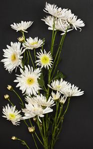 Preview wallpaper chrysanthemums, flowers, bouquet, white