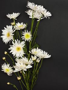 Preview wallpaper chrysanthemums, flowers, bouquet, white