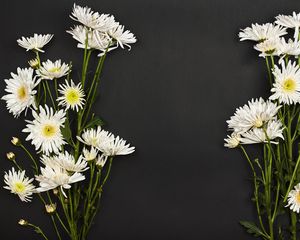 Preview wallpaper chrysanthemums, flowers, bouquet, white