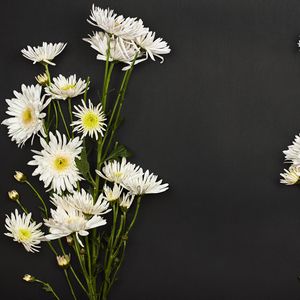 Preview wallpaper chrysanthemums, flowers, bouquet, white
