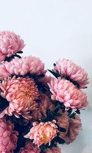 Preview wallpaper chrysanthemums, flowers, bouquet, pink