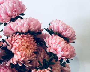 Preview wallpaper chrysanthemums, flowers, bouquet, pink