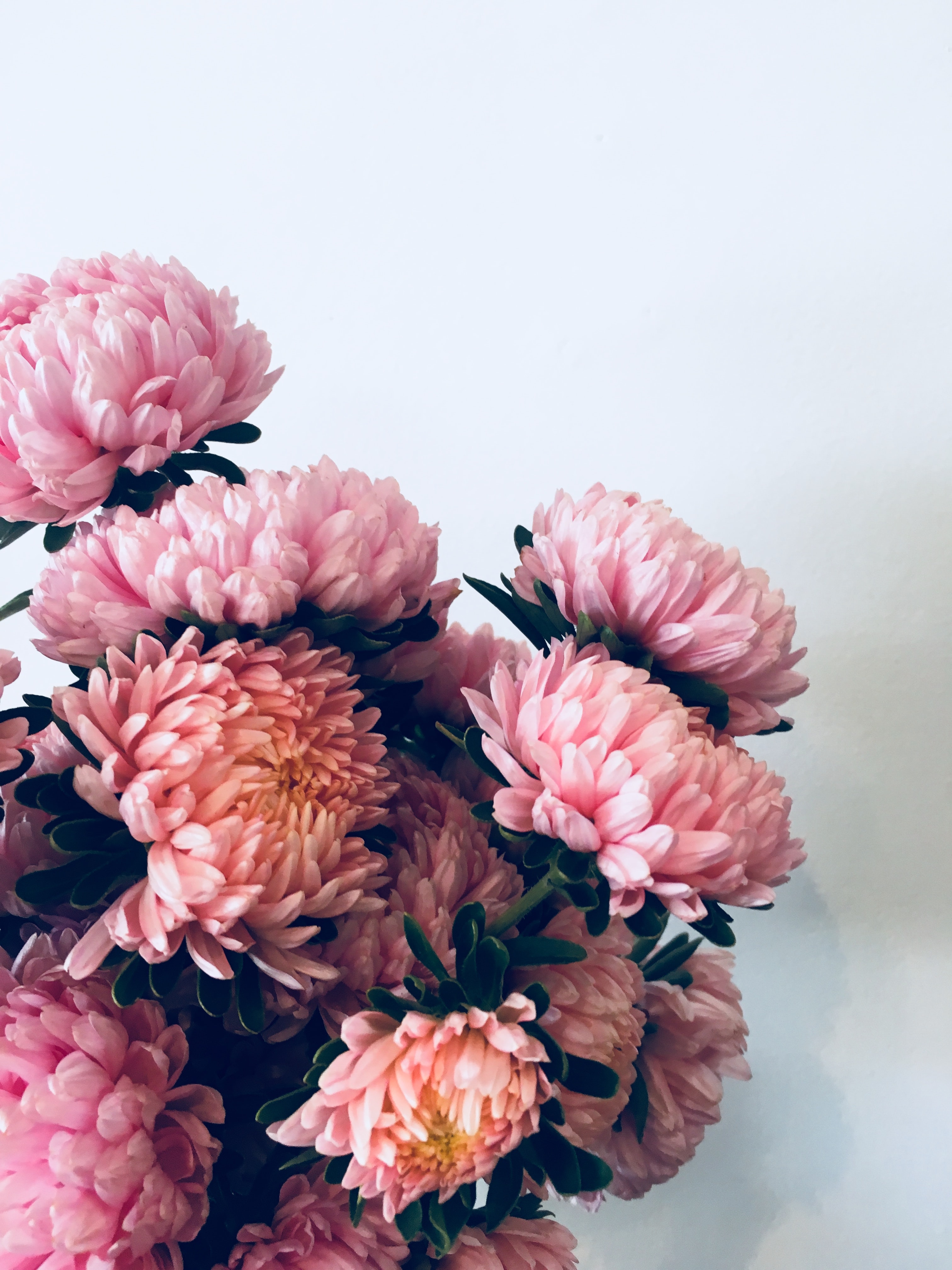 Download wallpaper 3024x4032 chrysanthemums, flowers, bouquet, pink hd