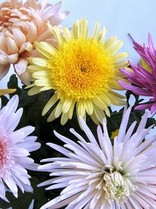 Preview wallpaper chrysanthemums, flowers, bouquet, different