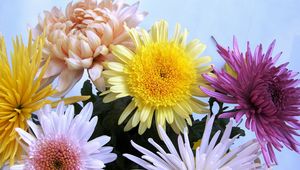 Preview wallpaper chrysanthemums, flowers, bouquet, different