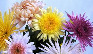 Preview wallpaper chrysanthemums, flowers, bouquet, different