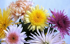 Preview wallpaper chrysanthemums, flowers, bouquet, different