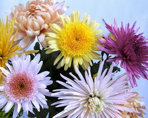 Preview wallpaper chrysanthemums, flowers, bouquet, different