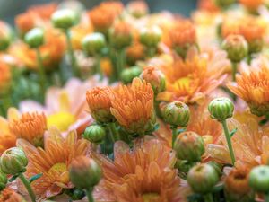 Preview wallpaper chrysanthemums, flowers, bouquet, delicate, beauty, drop