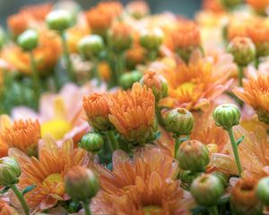 Preview wallpaper chrysanthemums, flowers, bouquet, delicate, beauty, drop