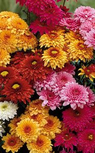 Preview wallpaper chrysanthemums, flowers, bouquet, different, bright, beautiful