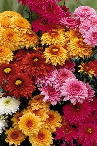 Preview wallpaper chrysanthemums, flowers, bouquet, different, bright, beautiful