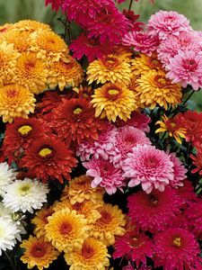 Preview wallpaper chrysanthemums, flowers, bouquet, different, bright, beautiful