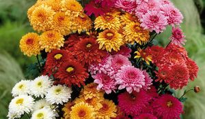 Preview wallpaper chrysanthemums, flowers, bouquet, different, bright, beautiful