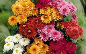 Preview wallpaper chrysanthemums, flowers, bouquet, different, bright, beautiful