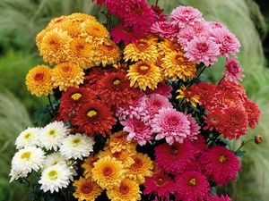 Preview wallpaper chrysanthemums, flowers, bouquet, different, bright, beautiful