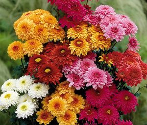 Preview wallpaper chrysanthemums, flowers, bouquet, different, bright, beautiful