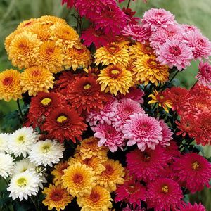 Preview wallpaper chrysanthemums, flowers, bouquet, different, bright, beautiful