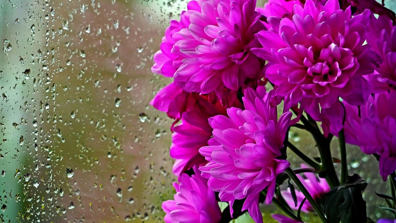 Wallpaper chrysanthemums, flowers, bouquet, glass, drops, rain