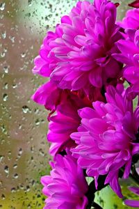 Preview wallpaper chrysanthemums, flowers, bouquet, glass, drops, rain