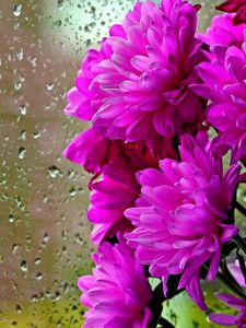 Preview wallpaper chrysanthemums, flowers, bouquet, glass, drops, rain