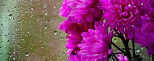 Preview wallpaper chrysanthemums, flowers, bouquet, glass, drops, rain