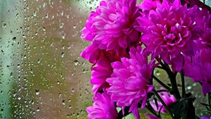 Preview wallpaper chrysanthemums, flowers, bouquet, glass, drops, rain
