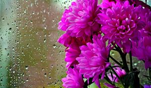 Preview wallpaper chrysanthemums, flowers, bouquet, glass, drops, rain