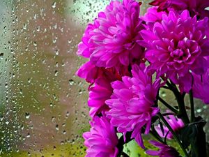 Preview wallpaper chrysanthemums, flowers, bouquet, glass, drops, rain