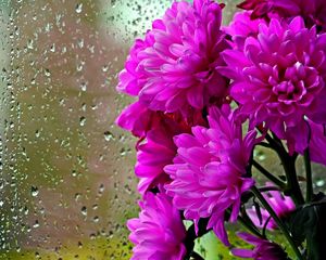 Preview wallpaper chrysanthemums, flowers, bouquet, glass, drops, rain