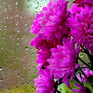 Preview wallpaper chrysanthemums, flowers, bouquet, glass, drops, rain