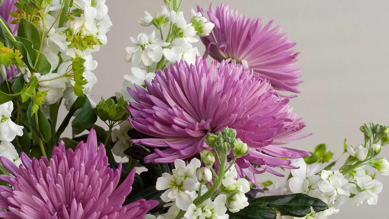 Wallpaper chrysanthemums, flowers, bouquet, close-up