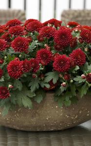 Preview wallpaper chrysanthemums, flowers, bright, plant pots, many