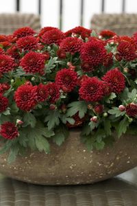 Preview wallpaper chrysanthemums, flowers, bright, plant pots, many