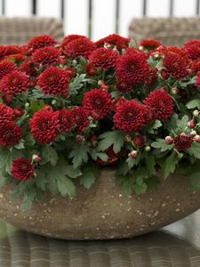 Preview wallpaper chrysanthemums, flowers, bright, plant pots, many