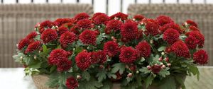 Preview wallpaper chrysanthemums, flowers, bright, plant pots, many