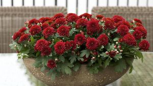 Preview wallpaper chrysanthemums, flowers, bright, plant pots, many