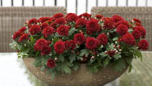 Preview wallpaper chrysanthemums, flowers, bright, plant pots, many