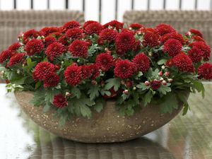 Preview wallpaper chrysanthemums, flowers, bright, plant pots, many