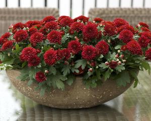 Preview wallpaper chrysanthemums, flowers, bright, plant pots, many