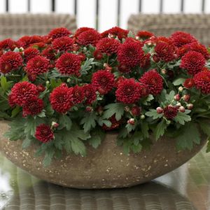 Preview wallpaper chrysanthemums, flowers, bright, plant pots, many