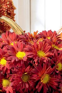 Preview wallpaper chrysanthemums, flowers, buds, pumpkin, composition