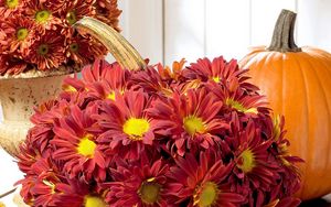 Preview wallpaper chrysanthemums, flowers, buds, pumpkin, composition