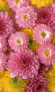 Preview wallpaper chrysanthemums, flowers, buds, yellow, pink, composition